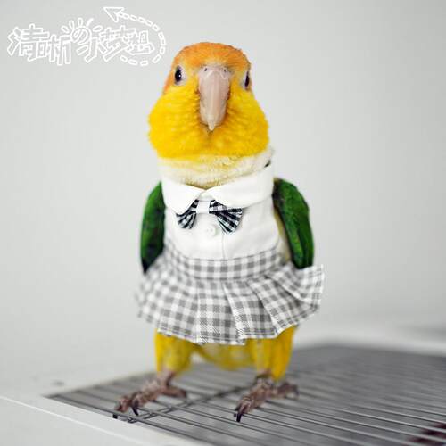 清晰小梦想宠物鹦鹉鸟衣服冬季加绒加厚棉T飞行棉服jk制服