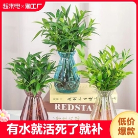 水培驱蚊竹柏桌面植物，盆栽绿植室内花卉，客厅防蚊植物好养四季常青