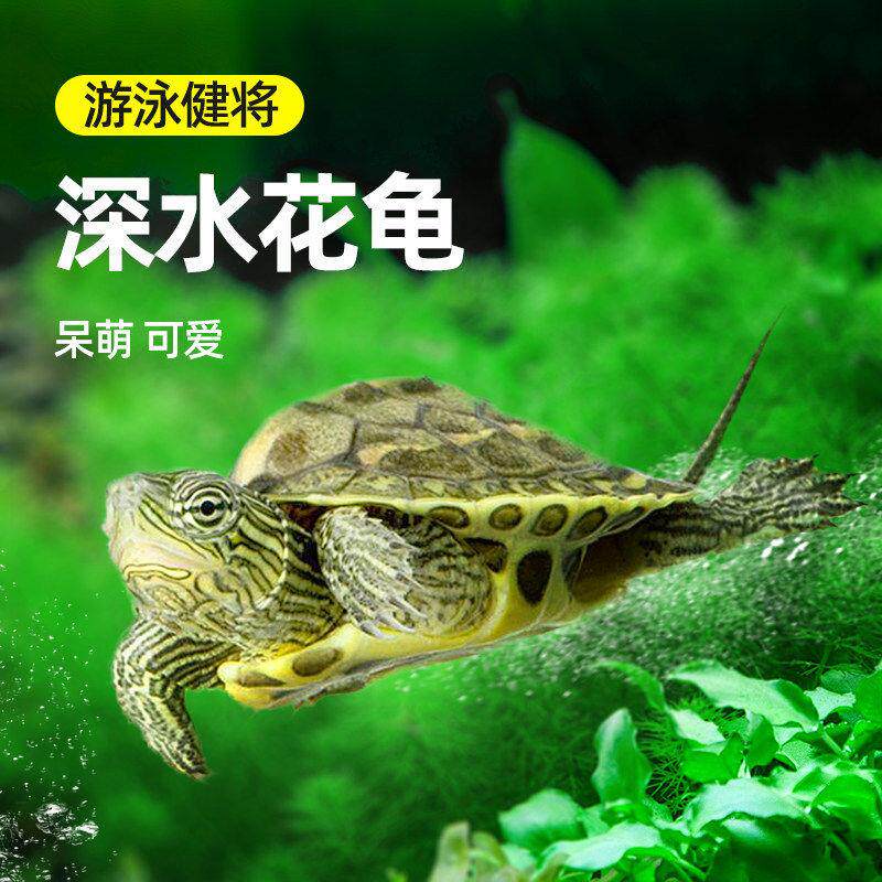 花龟深水龟小乌龟活物宠物情侣大只认主珍珠草龟适合家养的小乌龟