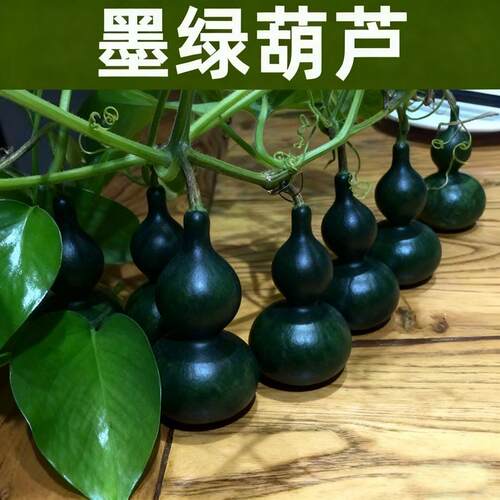 新品翠玉葫芦种子翡翠墨绿籽器超小平底稳坐墨绿葫芦种子紫皮新鲜
