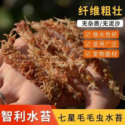 智利七星毛毛虫水苔蝴蝶兰植物兰花专用土干苔藓植料乌龟冬眠垫材