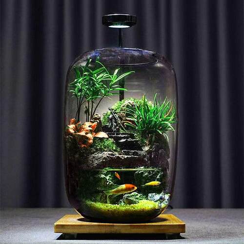 养鱼生态缸黑神话悟空苔藓微景观绿植盆栽创意桌面成品办公室礼物