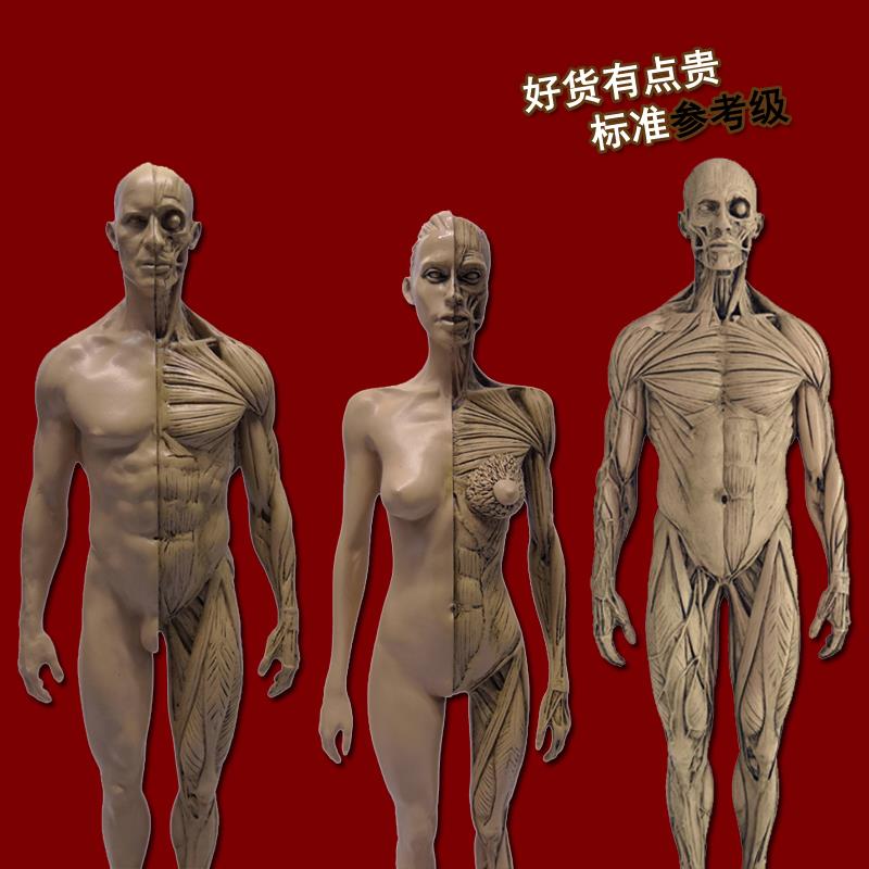 绘画参考骷髅头骨石膏头像仿真玩具艺用人体肌肉骨骼解剖模型美术