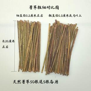 易经文化用品真品文王蓍草支送支筹策算筹算工具术数