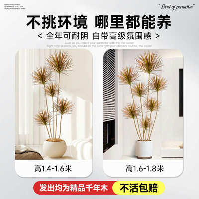 绿盆栽树植好落地式养木室内七彩真龙血树千年客厅造景大型植物铁