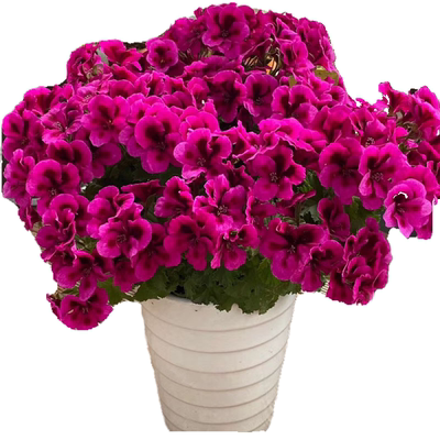 大花天竺葵盆栽带花发货蝴蝶梅小苗开花不断观花植物阳台客厅窗台