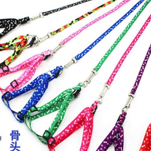 Dog leash for Teddy, Golden Retriever, and other pets. Avail