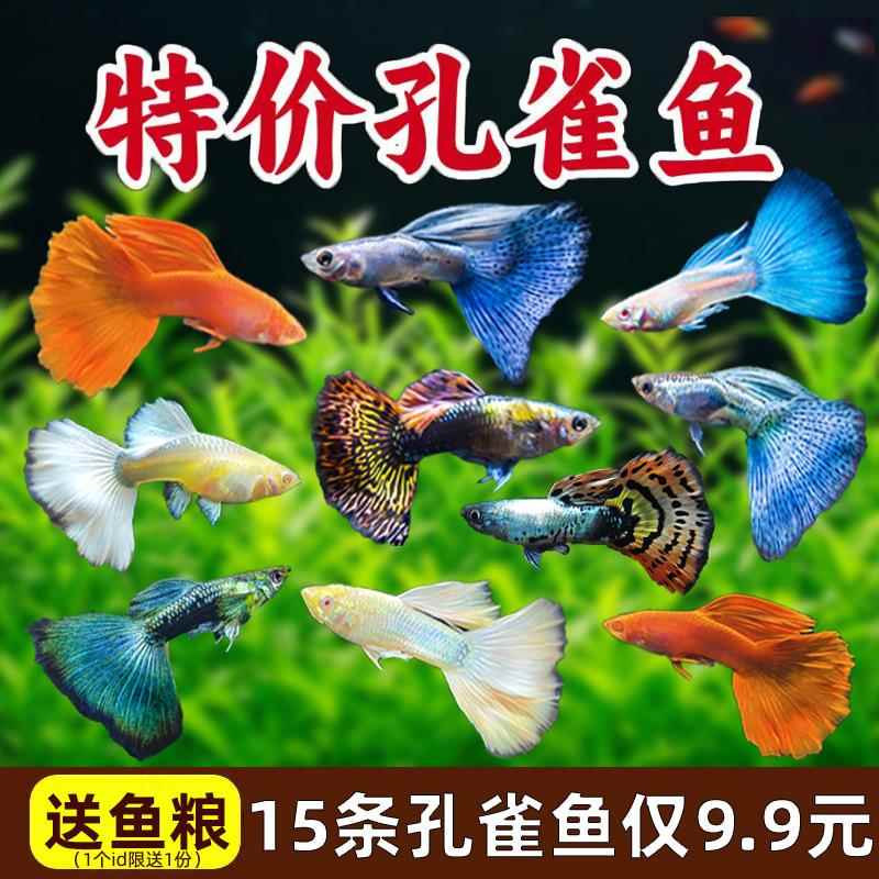孔雀鱼凤尾淡水易繁殖耐活体好养纯种灯科小型热带斑马鱼观赏鱼苗