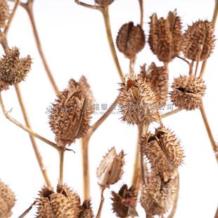 【干花刺毛果】枝干干diy果插花北居欧风家刺毛果装饰拍摄道具