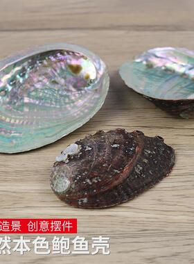 天然鲍鱼贝壳烧鼠尾草容器具首饰收纳海螺壳鱼缸造景拍摄道具包邮