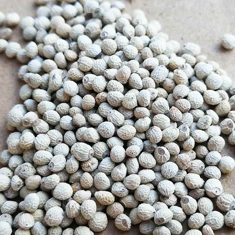 2024年新白苏子鸟食鸟粮黄雀苏子软壳饲料芙蓉鸟黄鸟鹦鹉芙蓉鸟