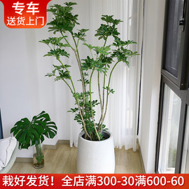 造型鸭脚木盆栽招财树 橡皮树吸甲醛植物室内办公室阳台客厅绿植