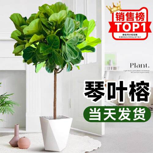 琴叶榕绿植室内客厅盆栽橡皮树大叶植物办公室吸甲醛好养易活花卉