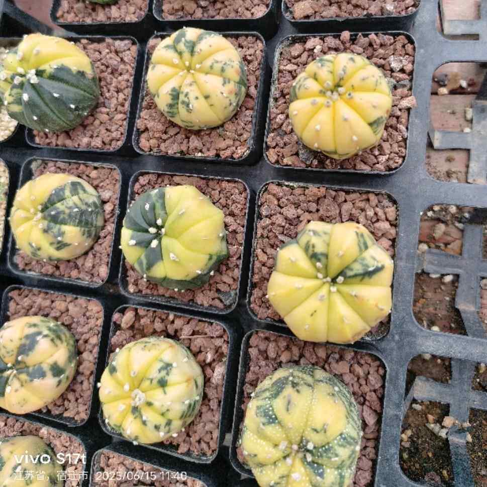 星兜锦星兜锦星球锦西瓜星兜多肉植物实生仙人球药锦实拍3-5cm