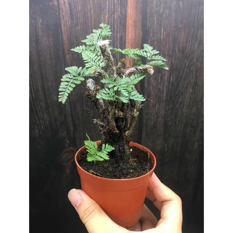 老桩狼尾蕨苔藓球水培蕨类植物耐阴室内好养盆栽陆缸造景茶几摆件