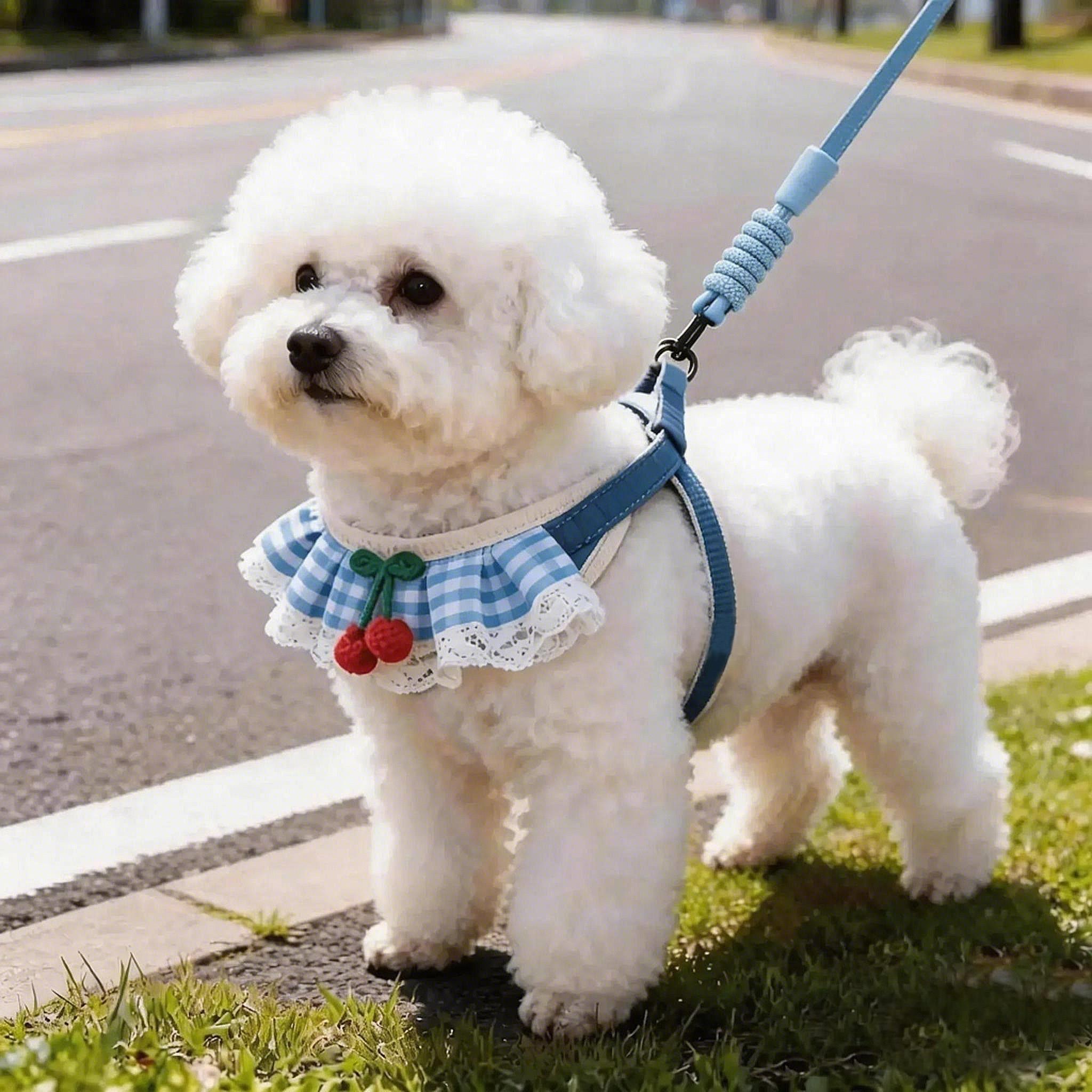 狗牵引绳脖套宠物狗狗防挣脱可爱口水巾围脖胸背带小型幼犬外出专图片