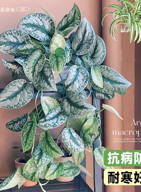 大叶银斑葛小叶水培植物垂吊绿植长藤花净化空气办公室内桌面盆栽