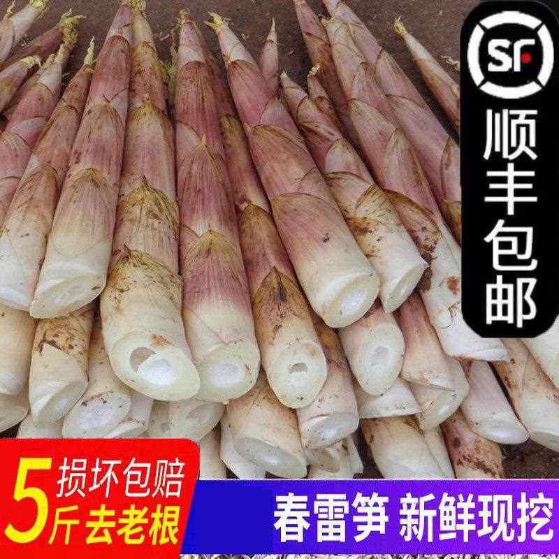 春笋鲜竹笋雷公笋现挖嫩笋临安天目山雷笋尖野生小笋冬笋新鲜蔬菜