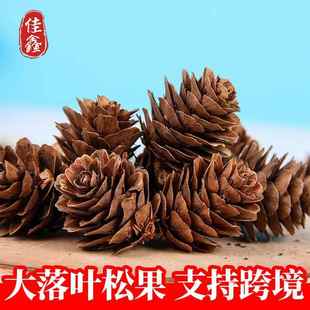 圣诞松果大落叶松果手工DIY工艺品室内灯具装饰挂件拍摄道具