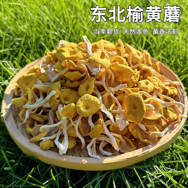 东北榆黄蘑菇乾货新货黄金菇野生鸡油菌榆黄蘑煲菌汤食用菌土产