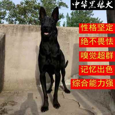 黑狼犬幼犬活体纯种中华墨界黑狼犬大型出黑色看家护院大狼狗猎犬