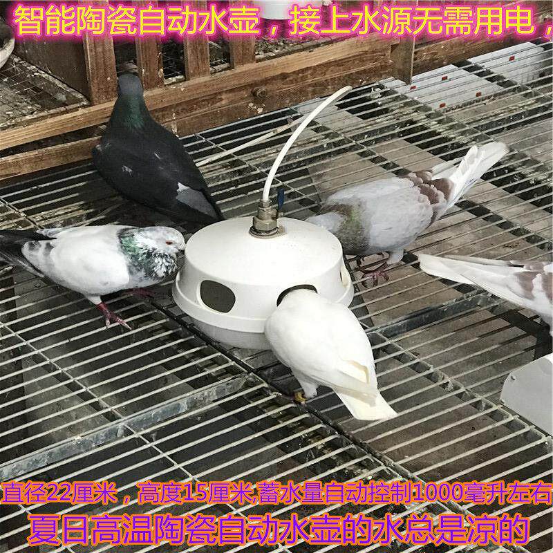 鸽子自动喂水器用信鸽品用具自动饮水器水壶赛鸽水槽喂 ??食槽鸽