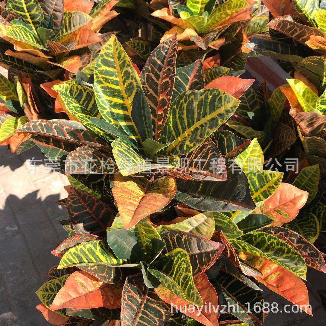 仿真树叶洒金榕植物墙配材变色木真七彩叶大叶变色木盆栽厂家
