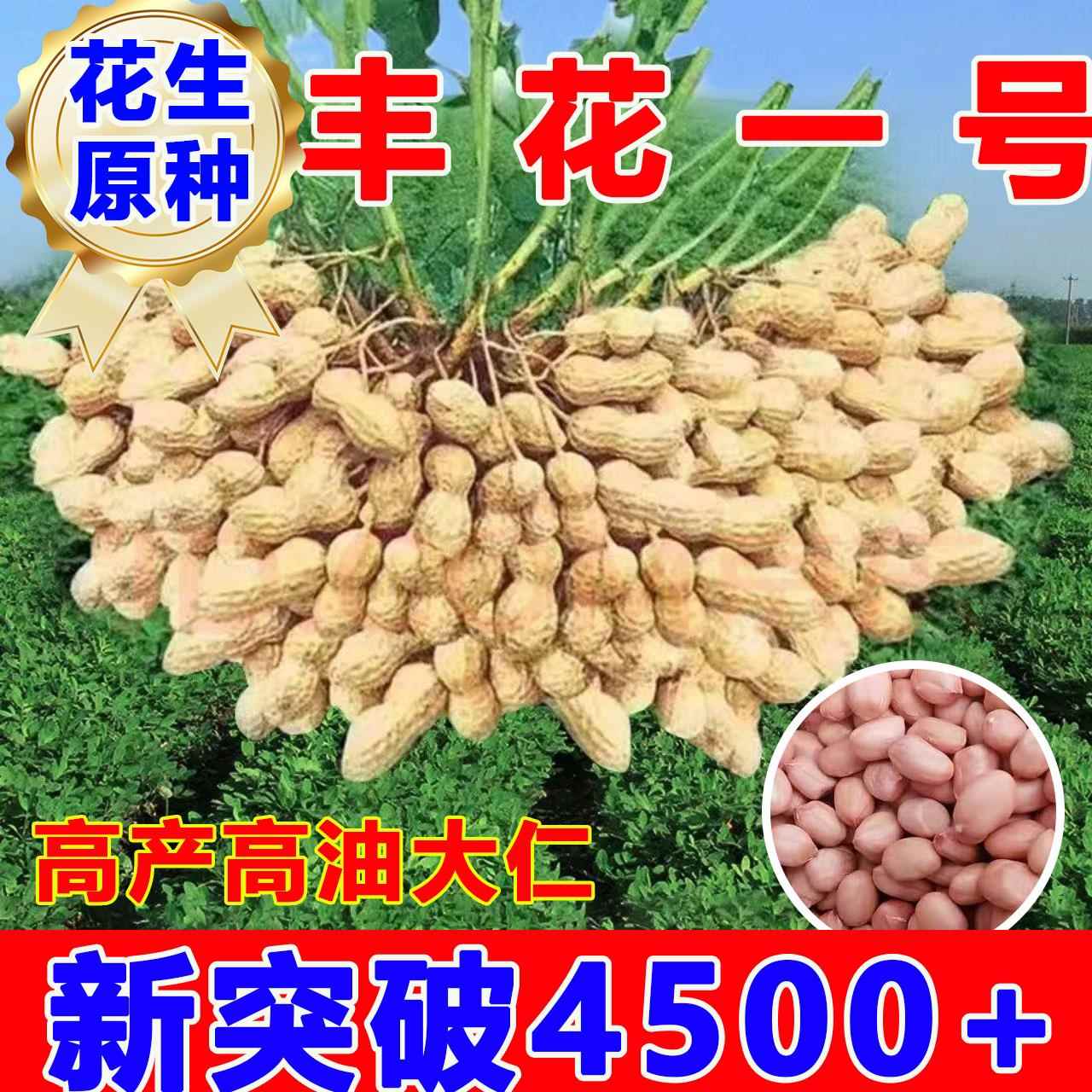 山东丰花一号花生种子高产农科院新品种带壳薄壳大粒花生种