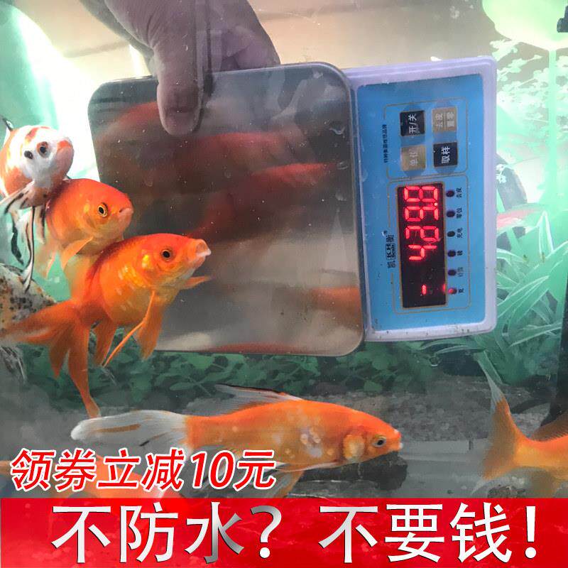 凯衡电子秤防水电子秤奶茶店高精度小型台秤厨房防潮高精准度秤精