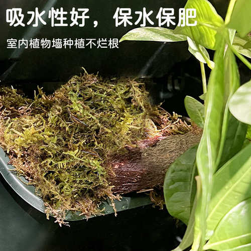 厂家直供优质干苔藓压缩水苔室内植物墙栽培基质蝴蝶兰微景观水苔