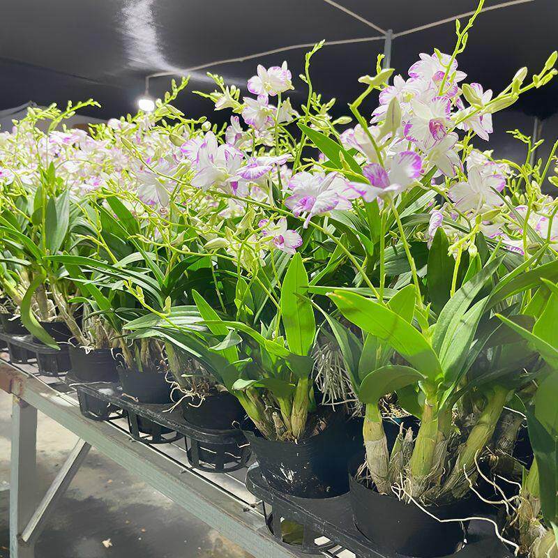 秋石斛泼墨(3-4枝花剑)盆栽兰花 阳台客厅办公室窗台室内外好养