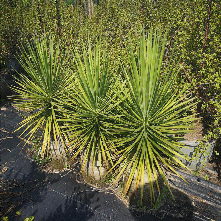 细叶丝兰 盆栽 绿化植物 造景沙漠植物沙漠常绿庭院阳光美观