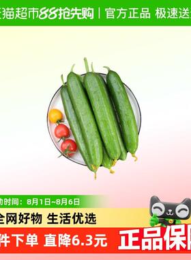 山东水果小黄瓜清脆爽口生吃蘸酱新鲜到家