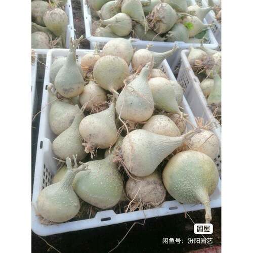 银叶睡布袋多肉植物葫芦科块根植物阳台观赏爬藤