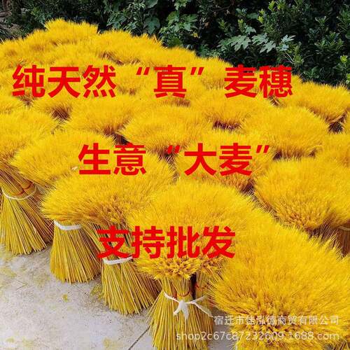 好货精品黄金麦穗干花天然大麦套袋干花风格黄金大麦厂家直销