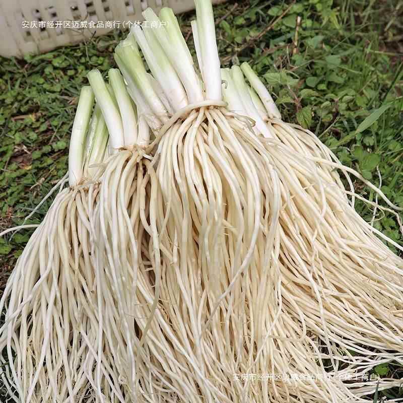 云南德宏新鲜撇菜根苤菜根大韭菜根月子良菜可腌制500克新鲜蔬菜