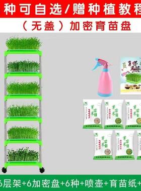 豌豆苗芽苗菜豆芽发芽水培花瓶