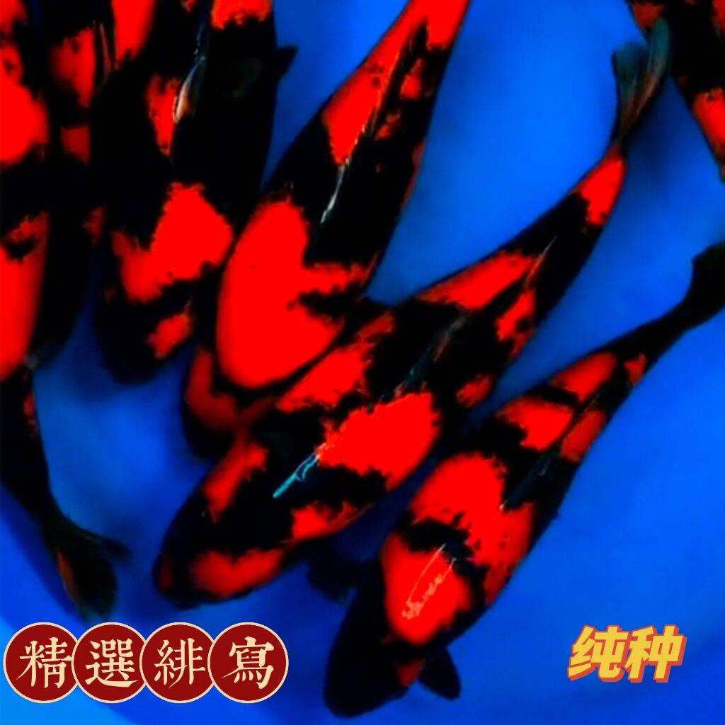 精品纯种绯写锦鲤鱼黑红分明重墨大小型冷水淡水菲写锦鲤观赏鱼苗