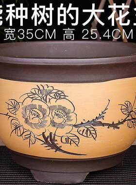 可以种树的特大紫砂盆大口径花盆特大盆