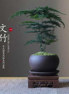 乔迁新居摆件大全文竹盆栽植物室内客厅中式禅意盆景好养绿植办公