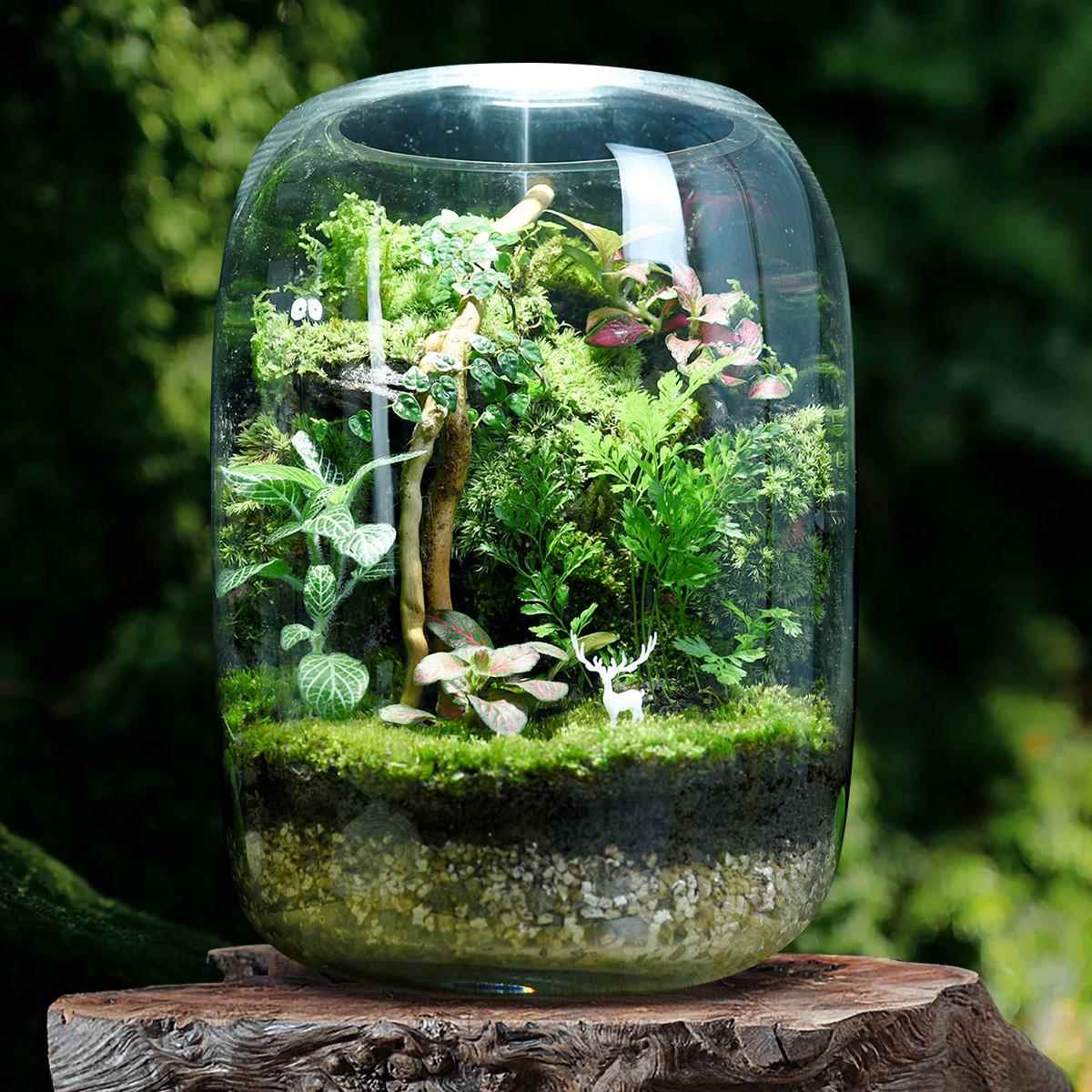 创意苔藓微景观生态瓶生态缸雨林造景绿植盆栽迷你植物小摆件成品