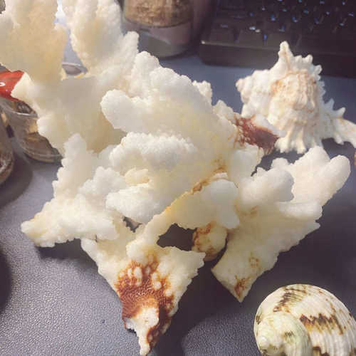 珊瑚骨天然珊瑚石天然真品珊瑚批发鱼缸摆件鱼缸珊瑚