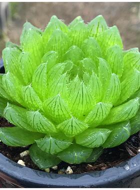樱水晶玉露新手套餐多肉植物多肉组合植物盆栽种好发货含盆含土