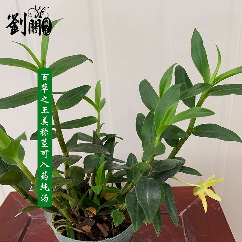 刘阁兰花苗 铁皮石斛 精品石斛好养易成活 办公室内花卉绿植盆栽