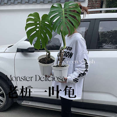 老桩大叶龟背竹大型盆栽植物室内客厅绿植好养净化空气四季植迷者