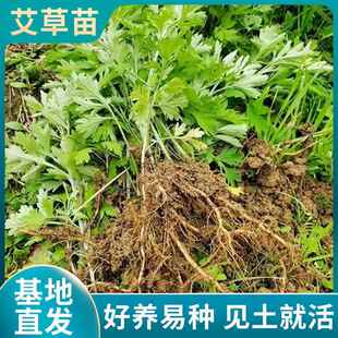 艾草种植艾苗艾根伏牛山南阳五叶大白艾新鲜现挖根茎种植基地