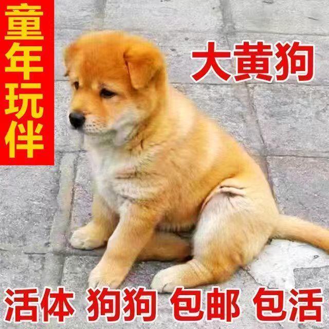 狗狗宠悦奇看家护院大型犬