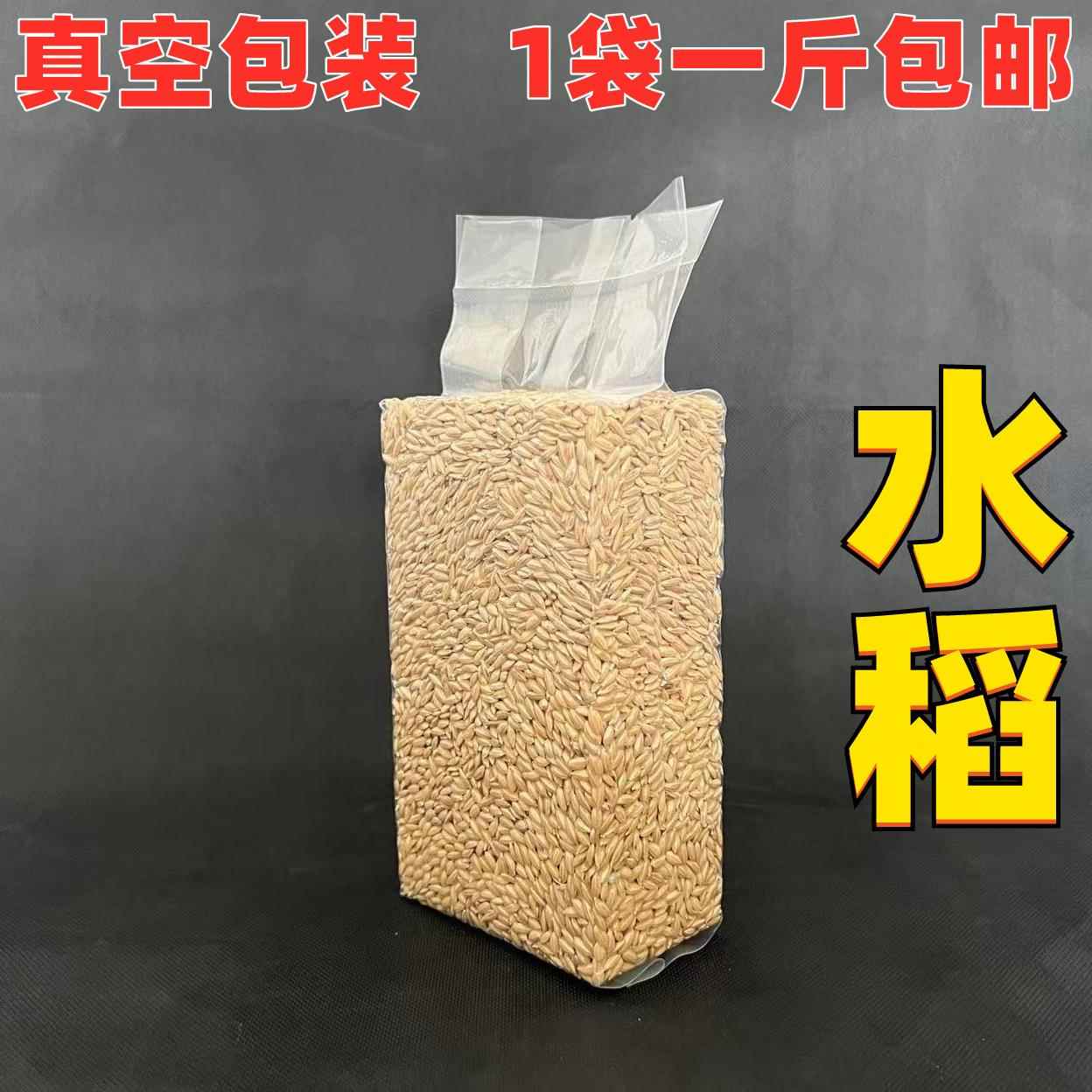 带壳水稻稻谷优质大米鸡鸭鸟鸽子宠物清除饲料1斤真空包装