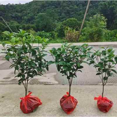 带花四季室内绿植佛顶珠盆栽