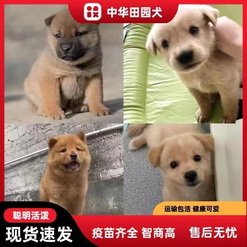 中华田园犬小狗白狗黄狗宠物活体幼犬小土狗看家狗黑色犬便宜小狗